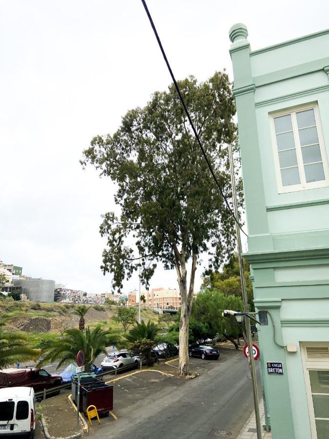 Eucalipto Las Palmas de Gran Canaria