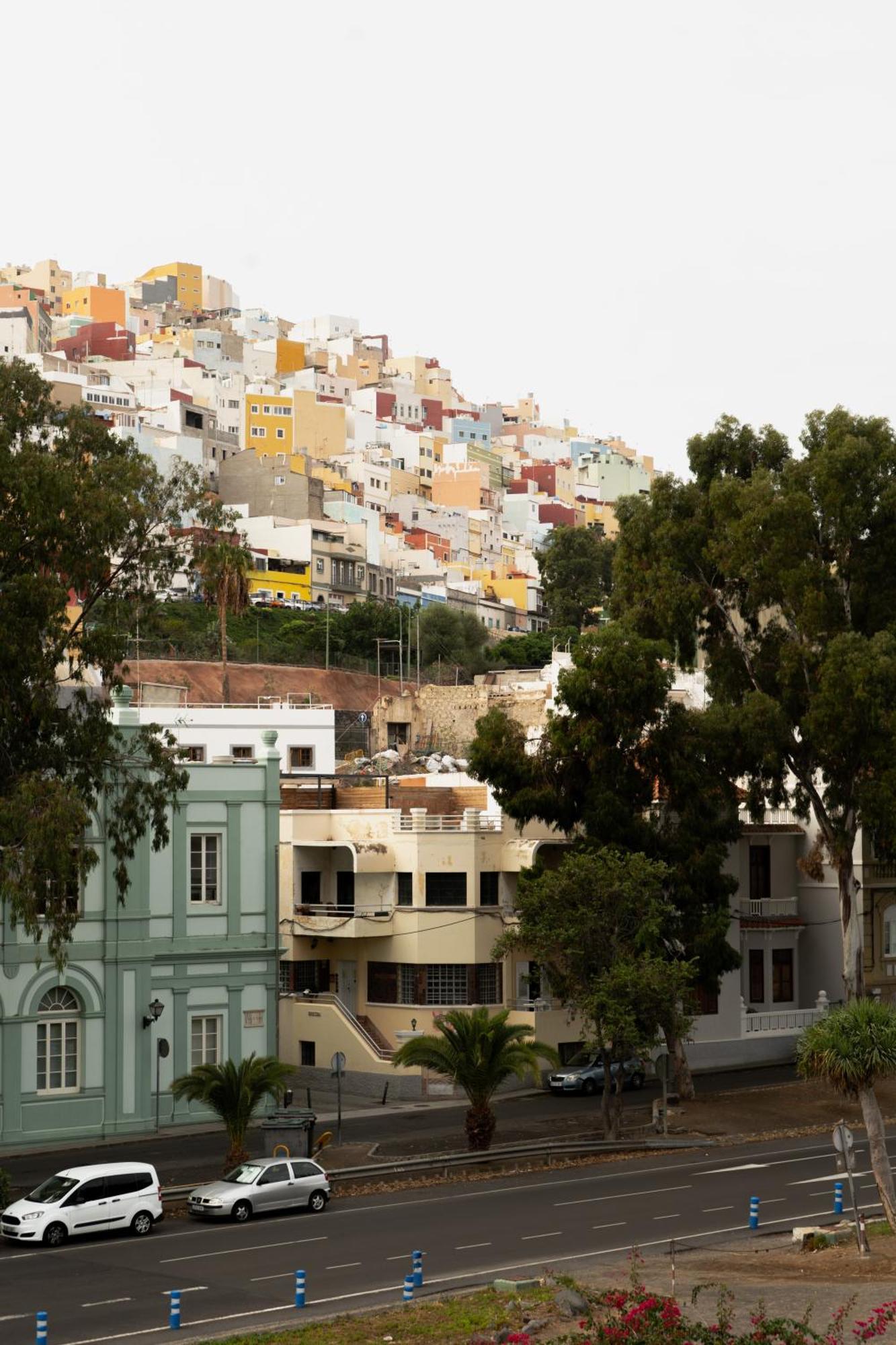 Eucalipto Las Palmas de Gran Canaria